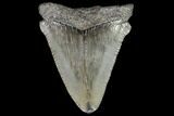 Juvenile Megalodon Tooth - Georgia #101411-1